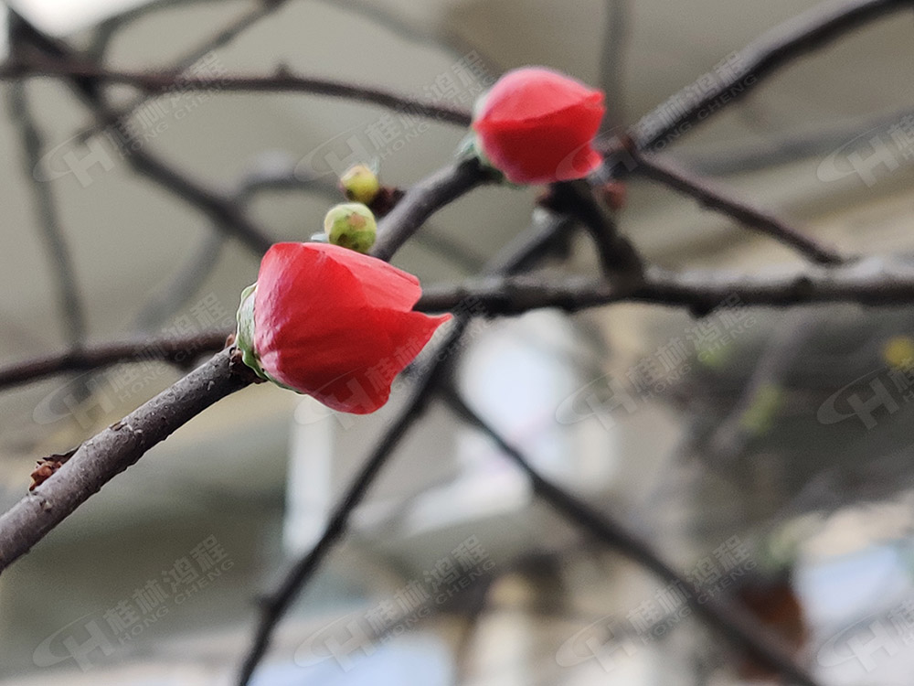 桂林鴻程花團(tuán)錦簇，滿園春色，邀您一起共賞春景，共商大計(jì)！